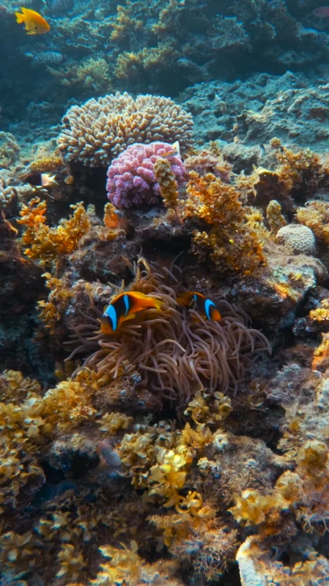 Vertical shot of Coral reef bottom with clownfish live in anemone. Cinematic Video stock 340741388