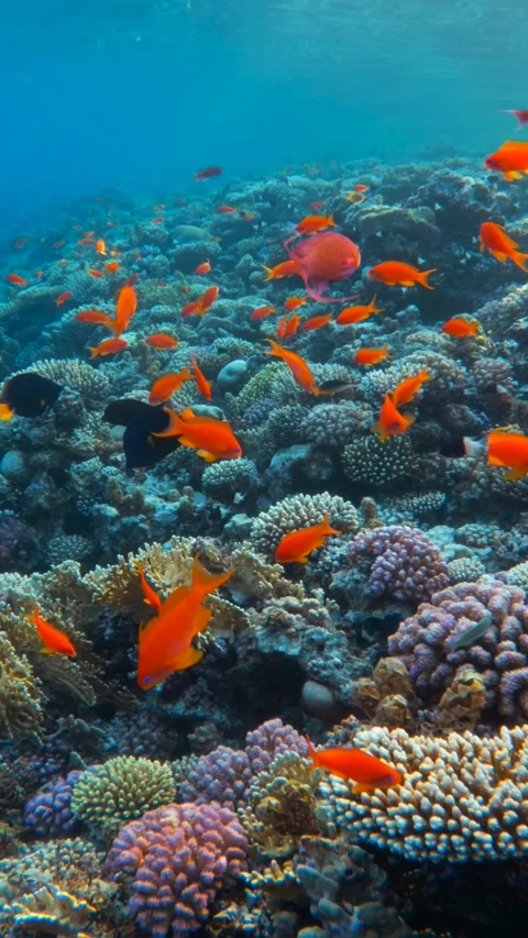 Vertical shot of coral reef with orange fish community in blue water Red Sea in Video stock 340741778