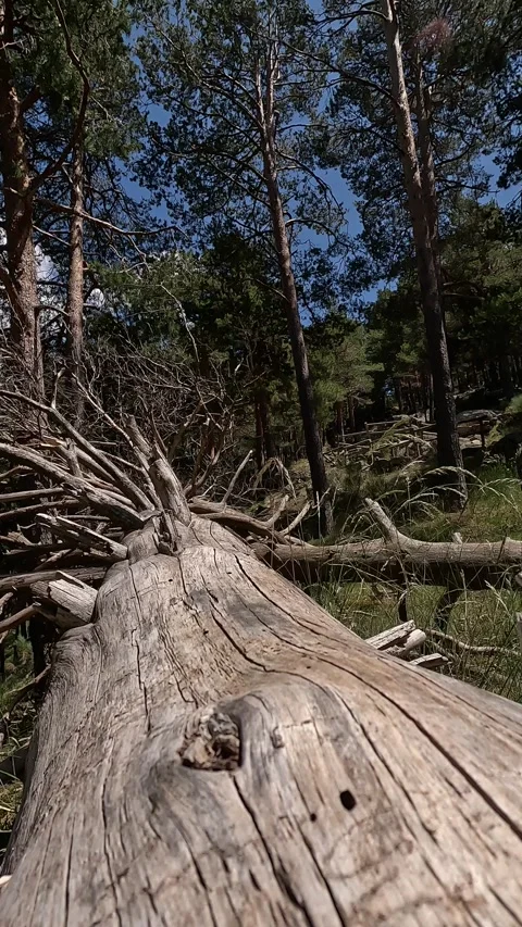 Vertical shot covering the bark of a trunk Stock Footage 278924150