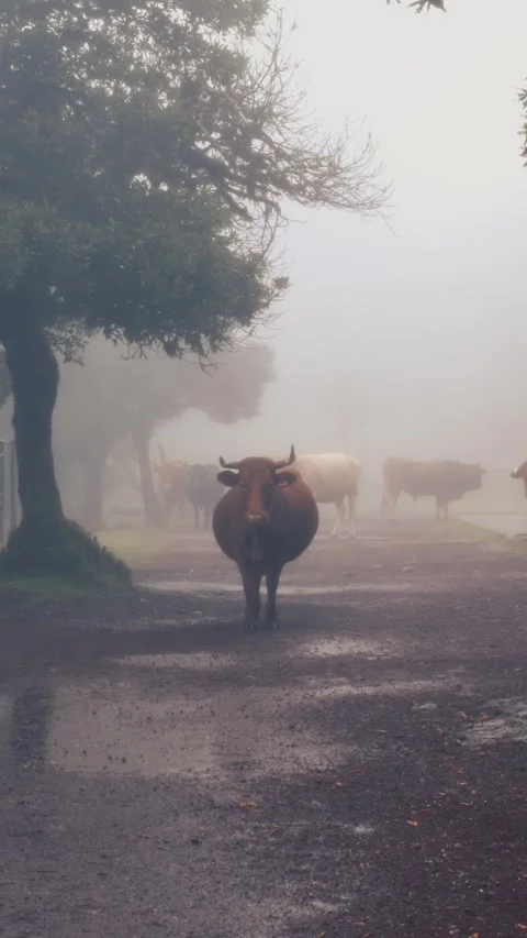 Vertical shot of cows looking at the camera, foggy Fanal Forest in Madeira Stock Footage 299958440