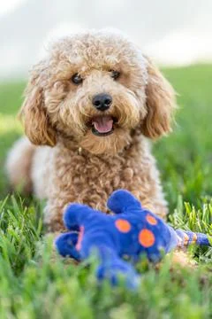 Vertical shot of a cute Cavapoo dog with a blue toy in a park Stock Photos
