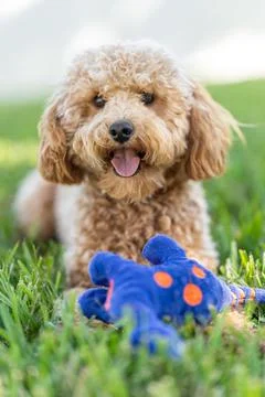 Vertical shot of a cute Cavapoo dog with a blue toy in a park Stock-Fotos