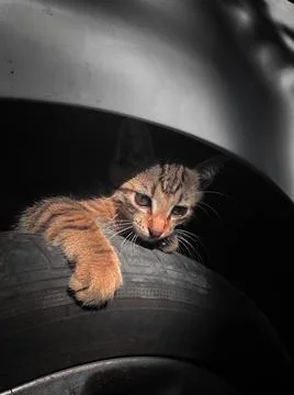 Vertical shot of a cute kitten hanging on a car tire Stock Photos