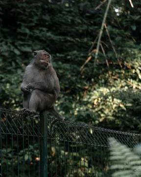Vertical shot of a cute monkey sitting on a fence in the middle of the forest Stock Photos