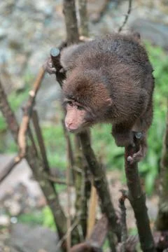 Vertical shot of a cute monkey sitting on a tree Stock Photos
