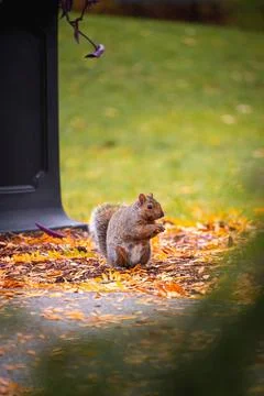Vertical shot of a cute squirrel in the park on the blurred background on a sunn 스톡 사진