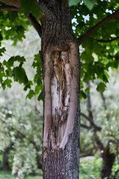 Vertical shot of a damaged tree trunk against the blurred background of a park Stockfoto's