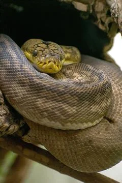 Vertical shot of a dangerous Timor python (Python timoriensis) resting on a tree 스톡 사진