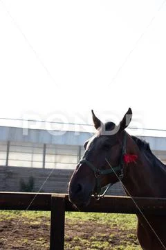 Vertical shot of a dark horse proudly looking towards side view on a farm Stock Photos