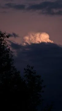 Vertical shot of dark silhouettes of trees in evening twilight against the Stock Photos