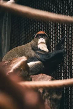Vertical shot of a de brazza's monkey in a zoo Foto stock