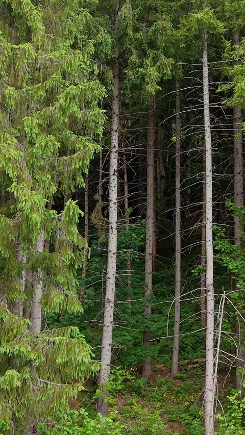Vertical shot of deep coniferous forest with tall, slender trees and dense lower Stock Footage 319694678
