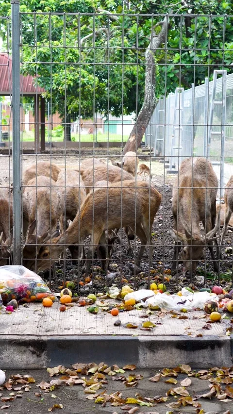 Vertical Shot of Deer Herd Eating Mixed Fruits Stock Footage 329956560