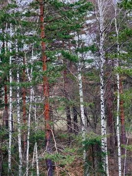 Vertical shot of a dense pine forest in the daytime Stock-Fotos