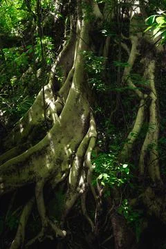 Vertical shot of the dense plants of Amazon Rainforest in Brazil Stock Photos