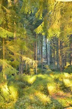 Vertical shot of a dense spring forest under the rays of the sun Stock Photos
