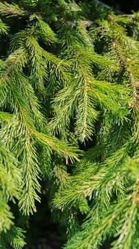 Vertical shot of dense spruce branches illuminated by golden sunlight in a Stock Photos