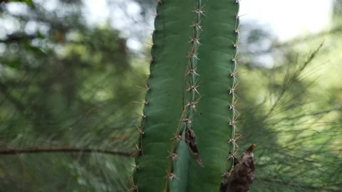Vertical shot of desert plant, Two leaves of cactus plant with spines on leaves Vídeo Stock 150732015