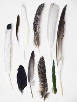 Vertical shot of different feathers on white background Foto stock