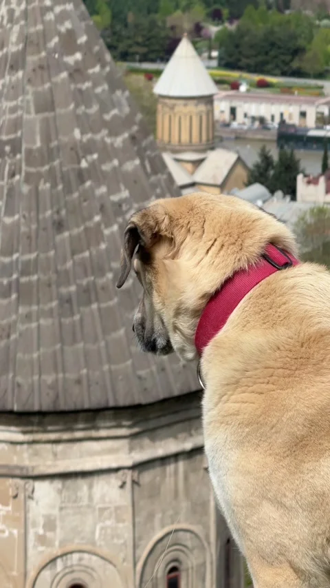 Vertical shot of a dog beside an old building overlooking the city landscape Stock Footage 335584636