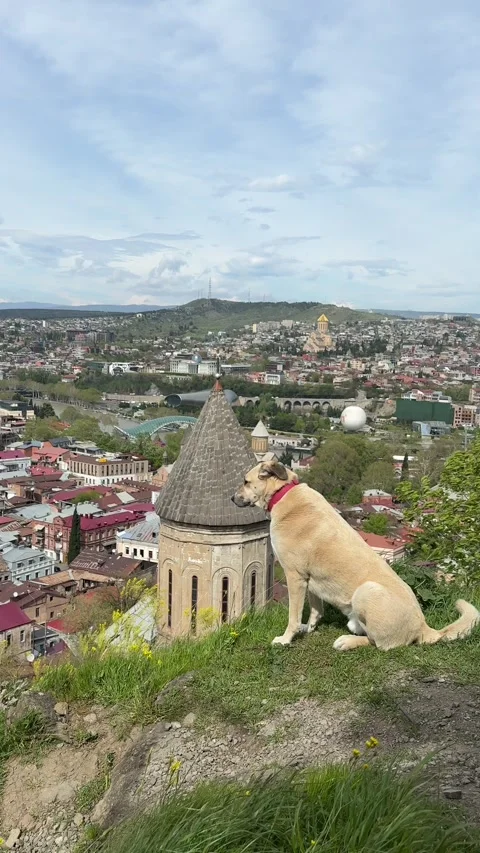 Vertical shot of a dog sitting at a viewpoint looking over the city in an outdoo Stock Footage 338001498