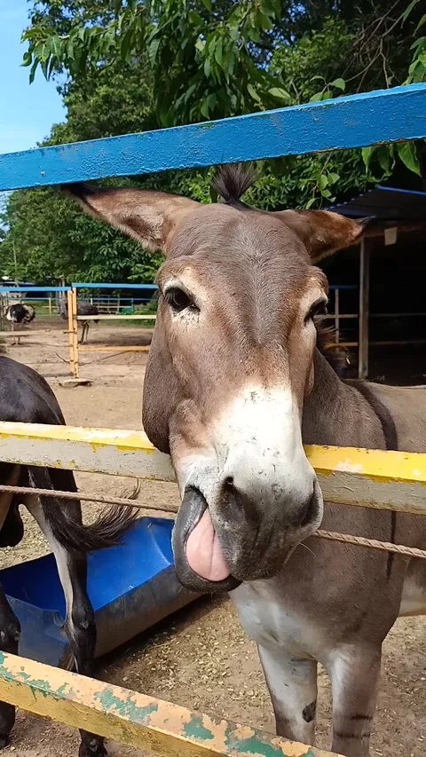 Vertical Shot Of A Donkey Making A Funny Face At PD Ostrich Show Farm Stock Footage 324901236