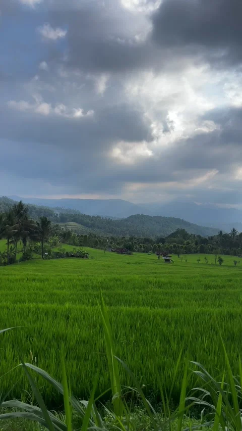 Vertical shot of dramatic cloudy sky over green rice fields in Bali Stock Footage 338311672
