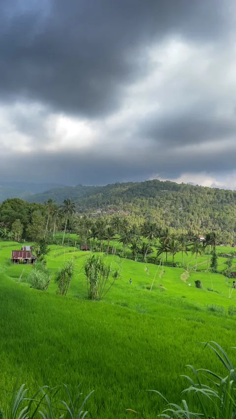 Vertical shot of dramatic stormy sky over green rice fields in Bali Stock Footage 338311676