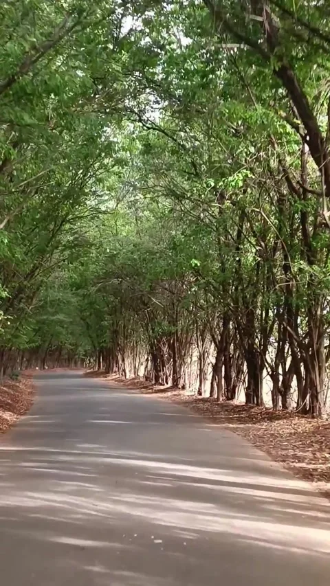 Vertical shot from a drive along a road with many curves and surrounded by trees Vídeo Stock 308594789