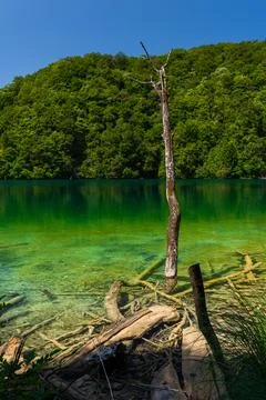 Vertical shot of a dry bare tree trunk standing in crystal clear turquoise .. Stock Photos