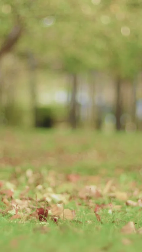 Vertical shot of dry fallen brown autumn leaves scattered across green grass on Stock Footage 345212693
