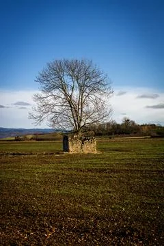 A vertical shot of a dry tree between remains of brick walls in an agricultur Stock Photos