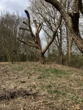 Vertical shot of dry trees in a forest 스톡 사진