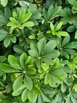 Vertical shot of dwarf umbrella tree green leaves background Stock Photos