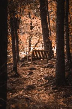 Vertical shot of the empty bench between the autumn trees Stock Photos