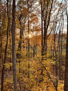 Vertical shot of an empty fall forest with yellow-leaved trees Stock-Fotos