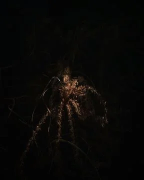 Vertical shot of an exploding firework in the dark 写真素材