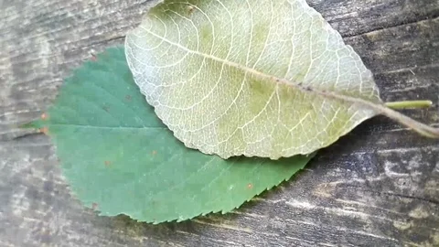 Vertical shot of fall leaves 動画素材 94227549