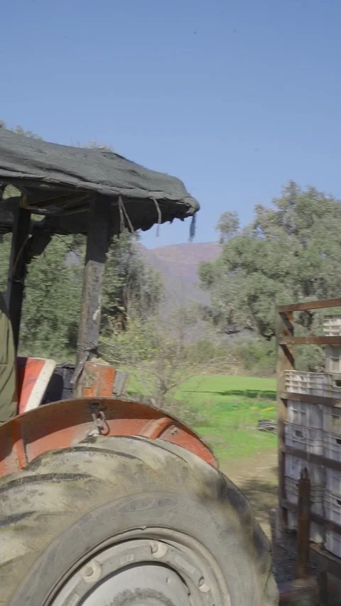 Vertical shot of a farmer driving a tractor in an olive grove during harvest Stock Footage 327095942