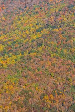 Vertical shot features pretty fall colors in north Georgia mountains Stock Photos