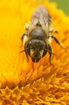Vertical shot of a female Patchwork leafcutter bee 스톡 사진