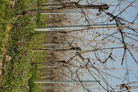 Vertical shot of a field with leafless trees in Edenkoben, Germany Stock Photos