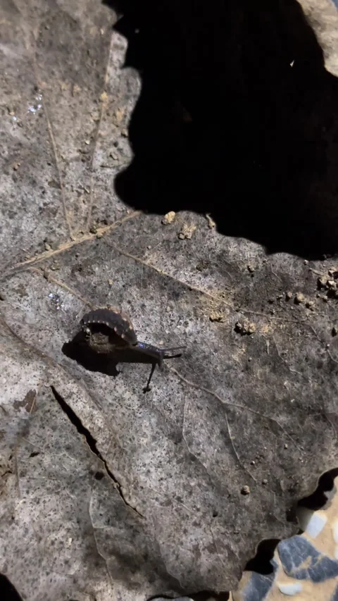 Vertical shot on firefly snail bite poison insect pesticide organic fight diet 스톡 동영상 306437850