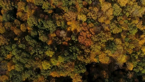 Vertical shot. Flight over the autumn colorful forest. Approaching from a height Video stock 217816330