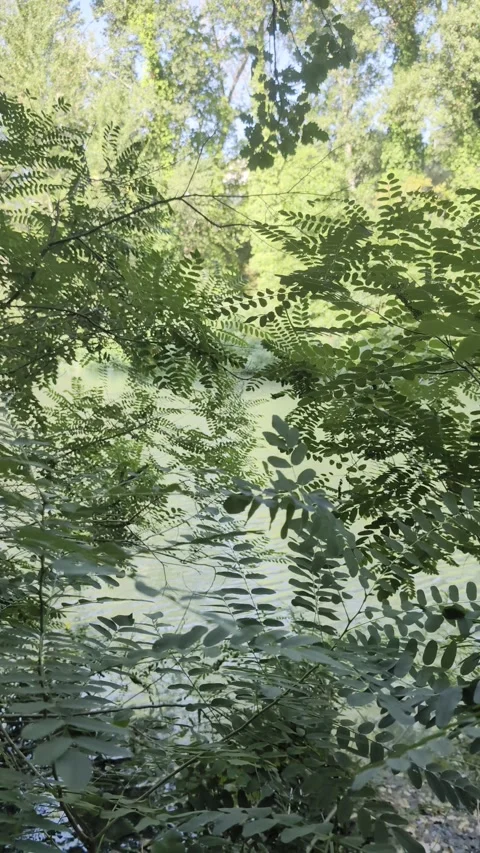 Vertical shot with focus on the green foliage Stock Footage 343629193