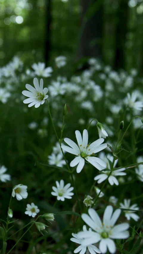 Vertical shot of forest floor with Greater Stitchwort and grass motion reveal Stock Footage 280062000
