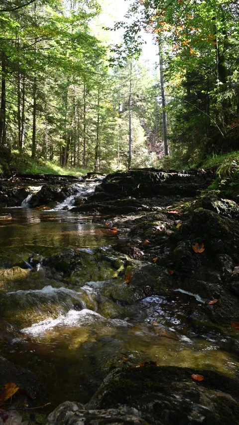 Vertical shot of a forest with a moutain stream Video stock 260930887