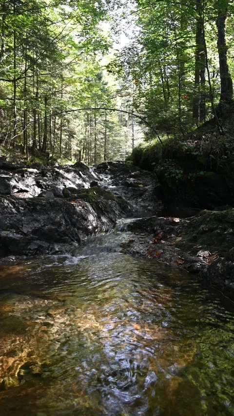 Vertical shot of a forest with a moutain stream Video stock 260930888