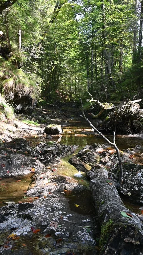 Vertical shot of a forest with a moutain stream Video stock 260930889
