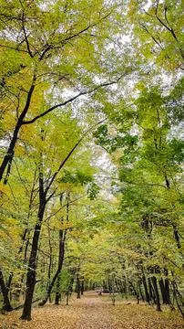 Vertical shot of a forest path covered with fallen autumn leaves under a ta.. Stock Photos